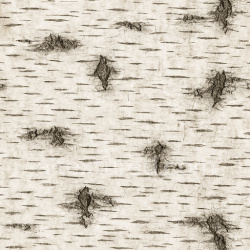 seamless Detailed Birch Texture Seamless 1024X1024 texture 1024x1024 free download PBR