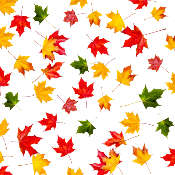 Featuring Colorful Autumn Maple Leaves on White Background Autumn Leaves texture preview