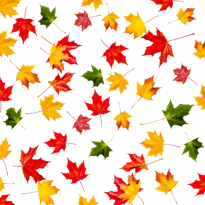 Featuring Colorful Autumn Maple Leaves on White Background Wood seamless PBR texture preview