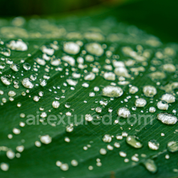 seamless High-Detail PBR Texture of Green Leaf with Water Droplets texture 8k free download PBR