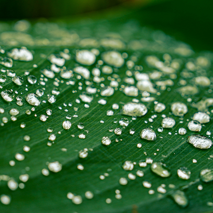 High-Detail of Green Leaf with Water Droplets seamless PBR texture preview