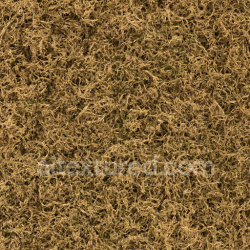 seamless Dry Moss Texture texture 1024x1024 free download PBR