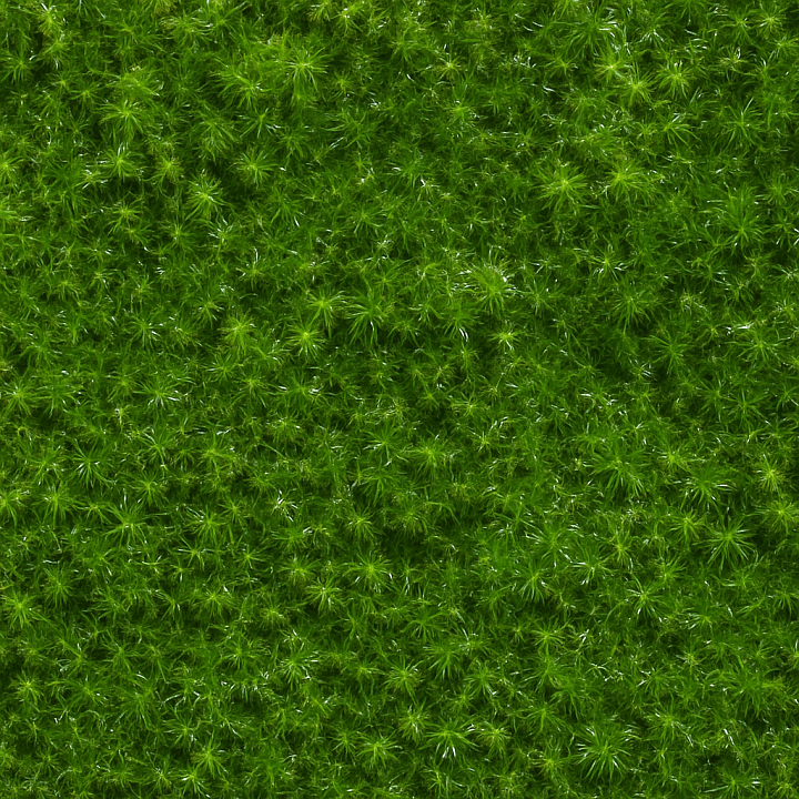 Shiny Forest Moss seamless PBR texture preview