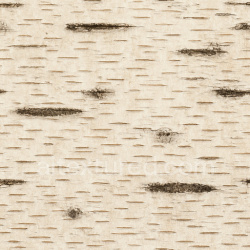 seamless Decorative Birch Bark Texture Seamless 1024X1024 texture 1024x1024 free download PBR