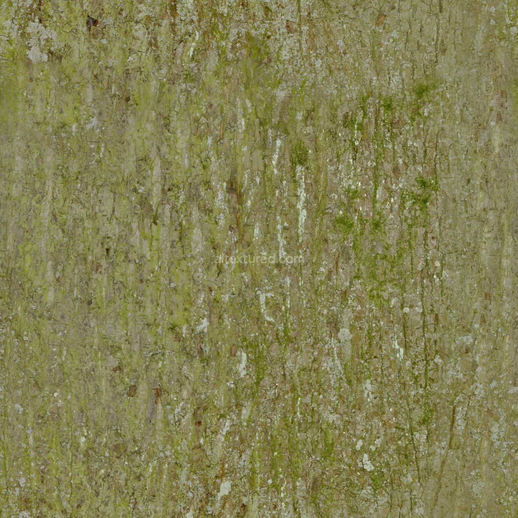Seamless bark texture with moss and weathered details