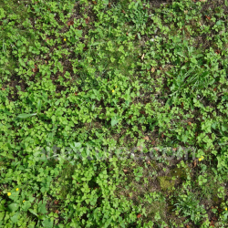 seamless High-Resolution PBR Ground Texture with Green Weeds and Soil texture 8k free download PBR