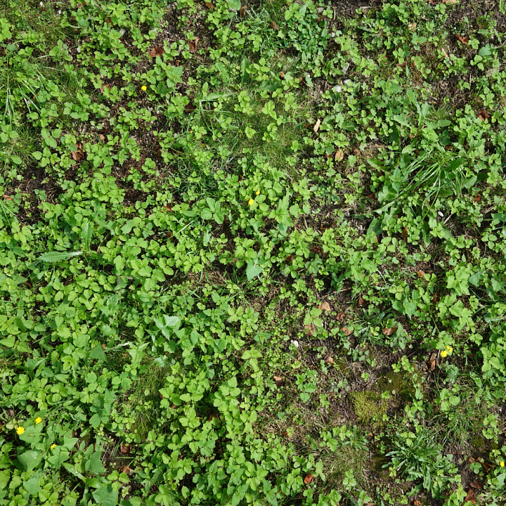 Ground with Green Weeds and Soil seamless PBR texture preview