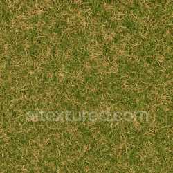 seamless Dry Green Lawn Texture texture 8k free download PBR