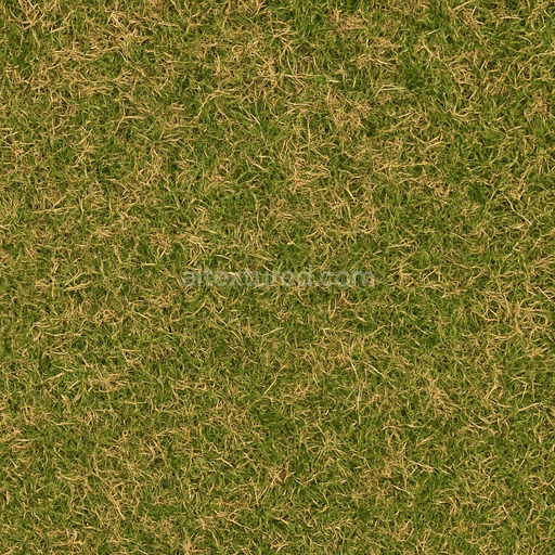 Dry Green Lawn Texture
