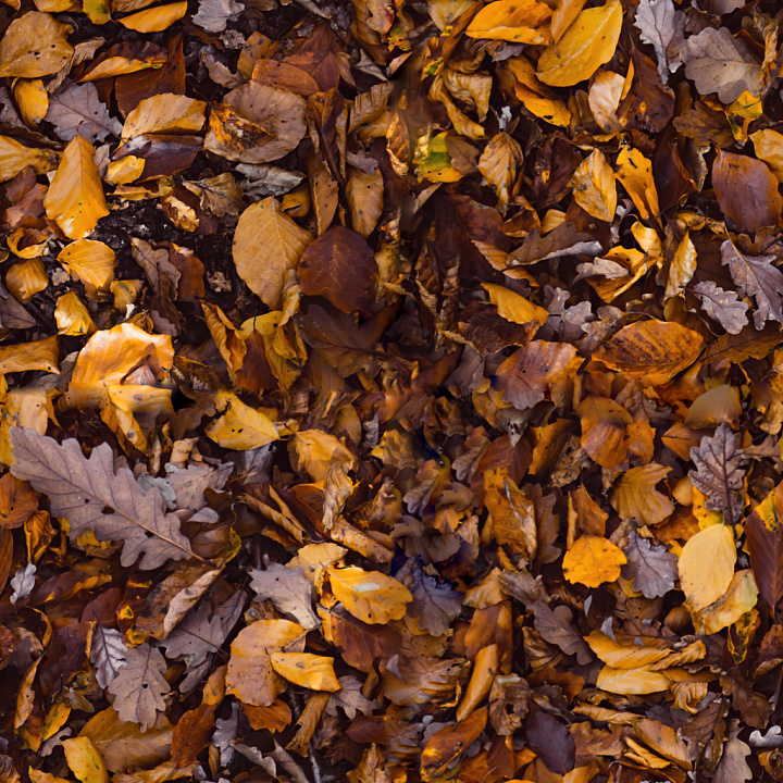 Forest Ground seamless PBR texture preview