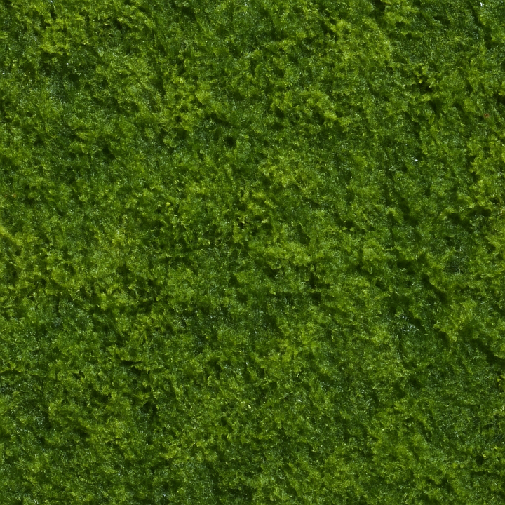 Wet Moss seamless PBR texture preview