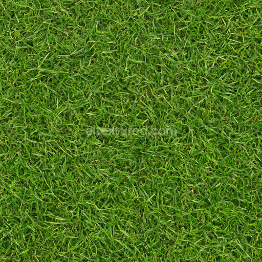 Natural Grass Texture
