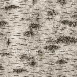 seamless Weathered Birch Texture Seamless texture 8k free download PBR