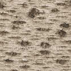 seamless Coarse Birch Bark Texture Seamless texture 8k free download PBR