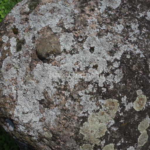 High-Resolution Stone Texture with Natural Moss and Lichen Growth