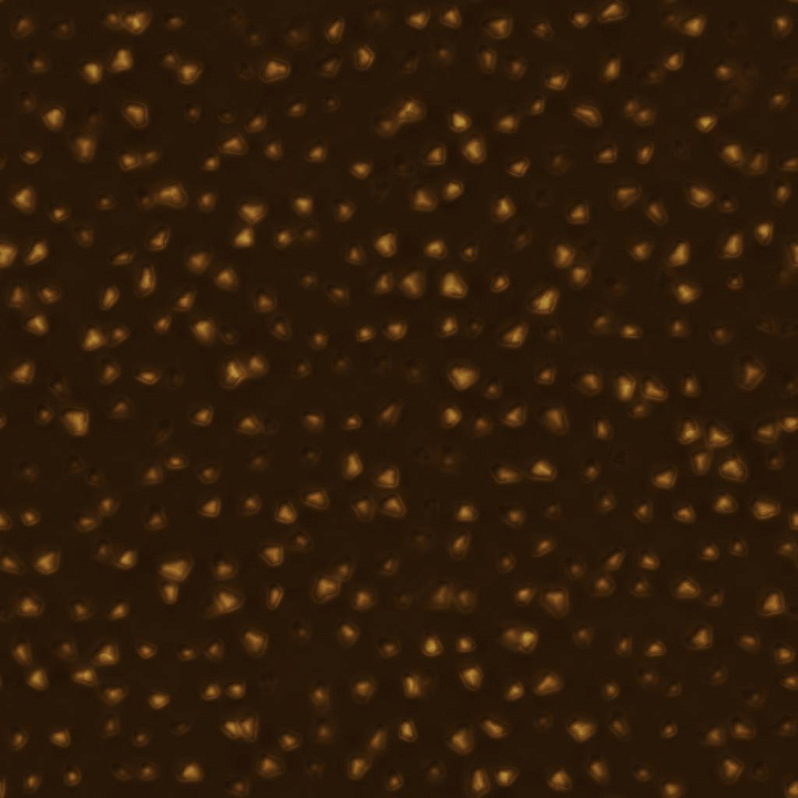 Chocolate With Nuts seamless PBR texture preview
