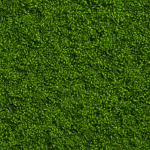 Moss