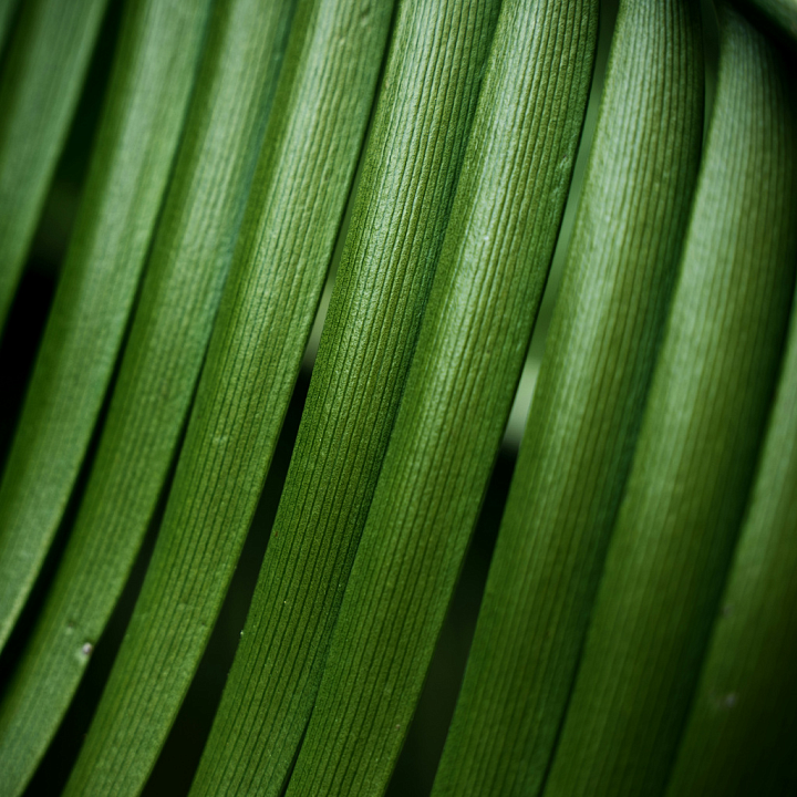 High-Detail Close-Up of Natural Green Plant Veins seamless PBR texture preview