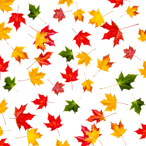 Autumn Leaves Texture of Colorful Autumn Maple Leaves on White Background seamless Autumn Leaves  PBR texture