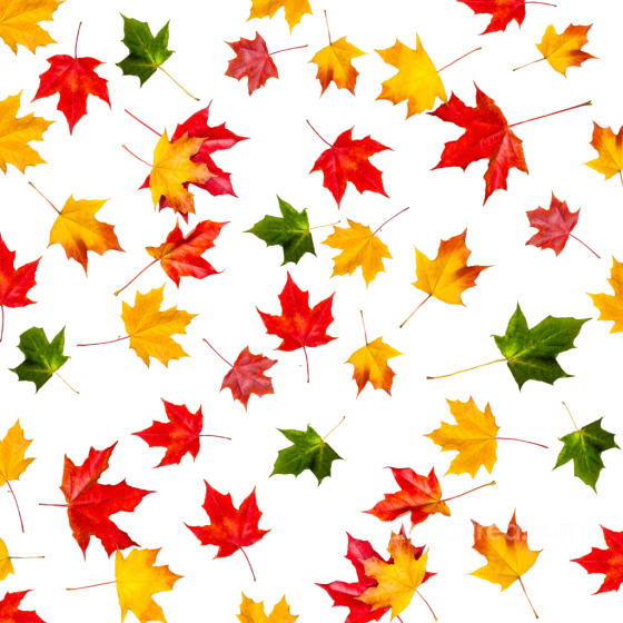 Autumn Leaves Texture of Colorful Autumn Maple Leaves on White Background Autumn Leaves texture preview