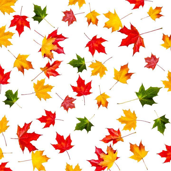 Autumn Leaves of Colorful Autumn Maple Leaves on White Background Wood seamless PBR texture preview