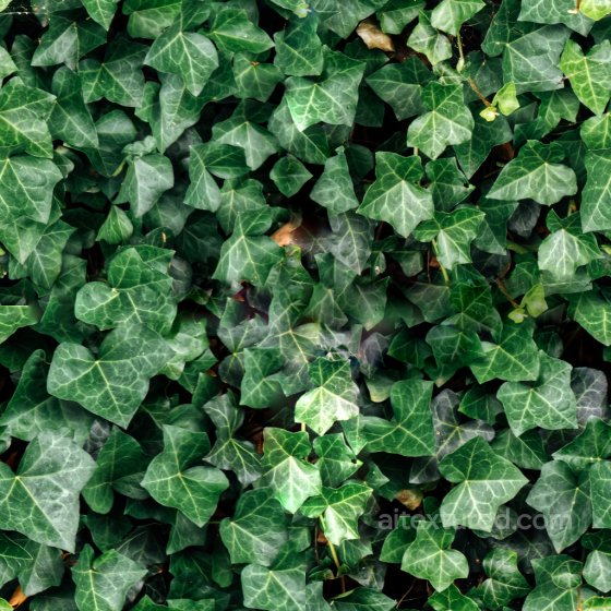 Seamless Ivy PBR Texture Collection Foliage texture preview