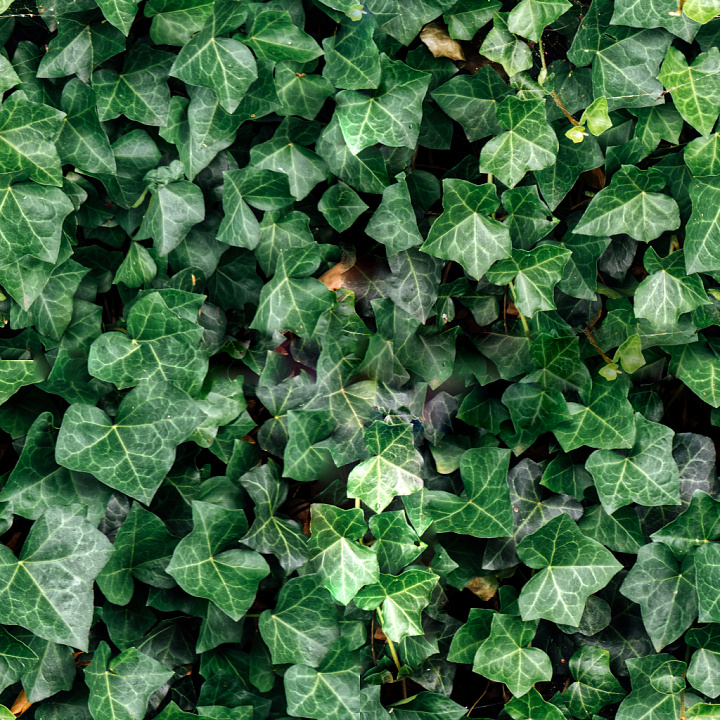 Ivy Collection seamless PBR texture preview