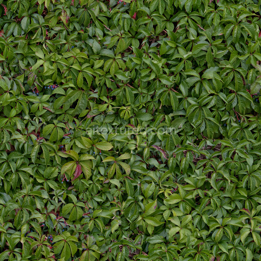 High Quality Seamless Hedge Texture