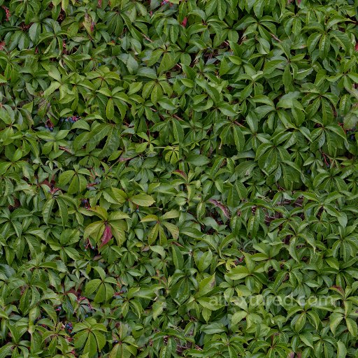 High Quality Seamless Hedge Texture seamless Foliage PBR texture