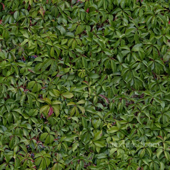 High Quality Seamless Hedge Texture Foliage texture preview