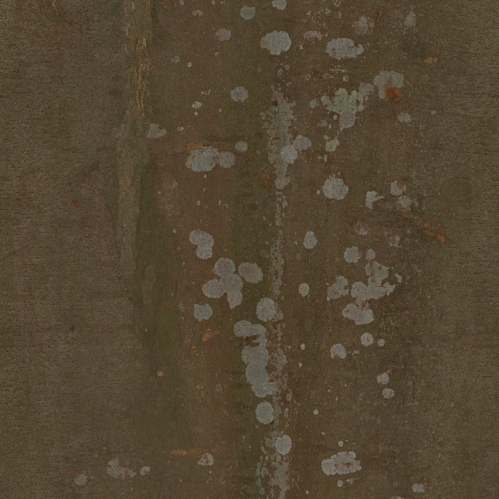 Bark Chinese - Chinese Hackberry Tree Bark seamless PBR texture preview