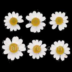 seamless Flower Seamless Pbr Texture Natural Realistic Botanical White Daisy Vibrant texture 8k free download PBR