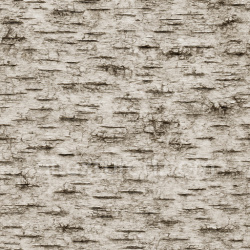 seamless Weathered Birch Bark Texture Seamless 1024X1024 texture 1024x1024 free download PBR
