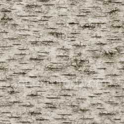 seamless Weathered Birch Bark Texture Seamless texture 8k free download PBR