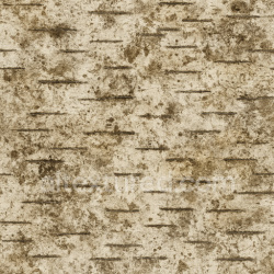 seamless Dirty Birch Bark Texture Seamless 1024X1024 texture 1024x1024 free download PBR