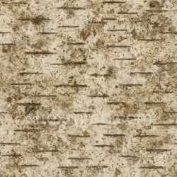 seamless Dirty Birch Bark Texture Seamless texture 8k free download PBR