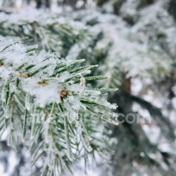 seamless Close-up texture of snow-covered pine needles for PBR use texture 8k free download PBR