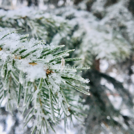 Close-up texture of snow-covered pine needles for PBR use