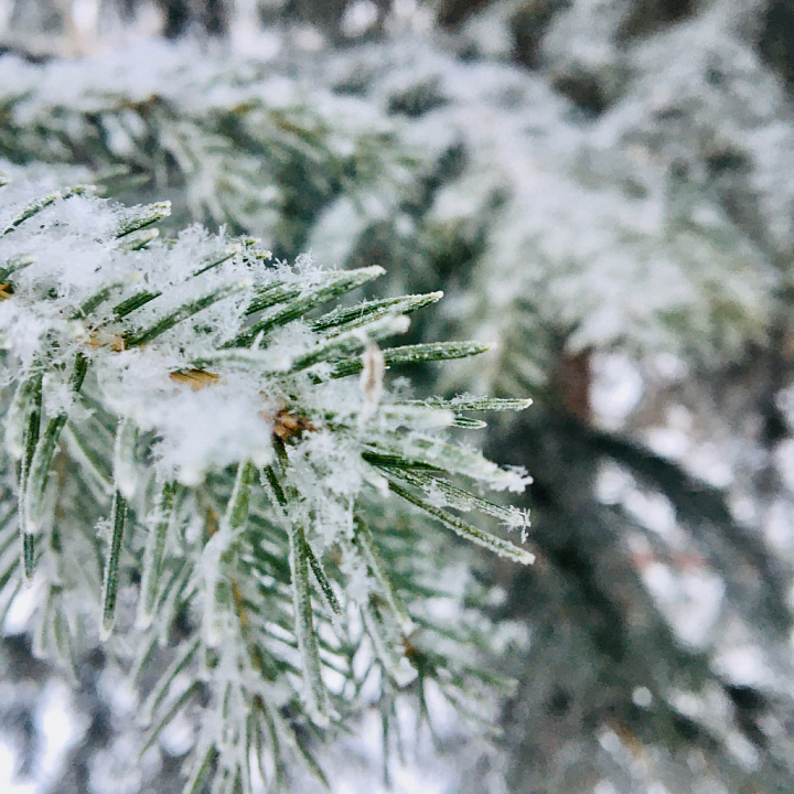 Close-Up Of Snow-Covered Pine Needles For Use Wood seamless PBR texture preview