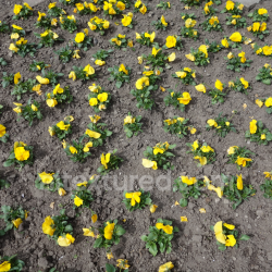 seamless PBR Soil Texture with Yellow Flower Plants and Natural Ground Surface texture 8k free download PBR