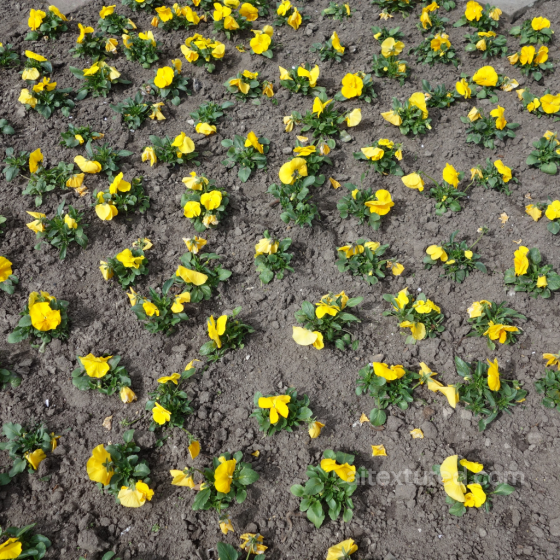 PBR Soil Texture with Yellow Flower Plants and Natural Ground Surface Sand-soil texture preview