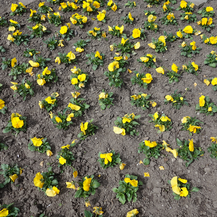 Soil with Yellow Flower Plants and Natural Ground Surface seamless PBR texture preview