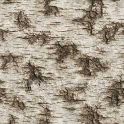seamless Rough Birch Texture Seamless texture 8k free download PBR