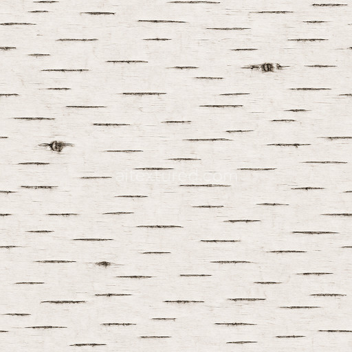 Clean Birch Texture Seamless 1024X1024