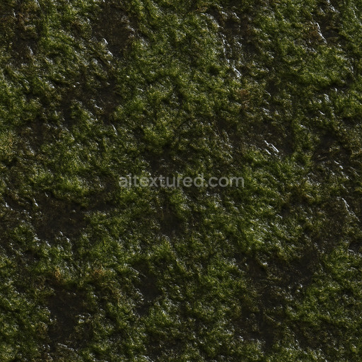 Dirty Wet Moss Texture Seamless 1024X1024