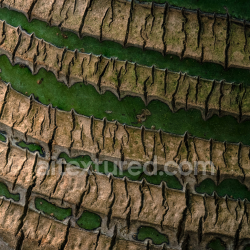 seamless High-Resolution PBR Texture of Rough Aged Tree Bark texture 8k free download PBR