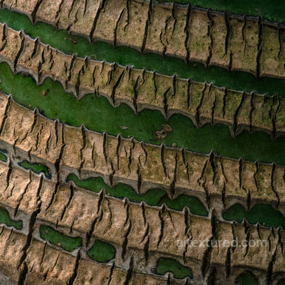 PBR Texture of Rough Aged Tree Bark Wood texture preview