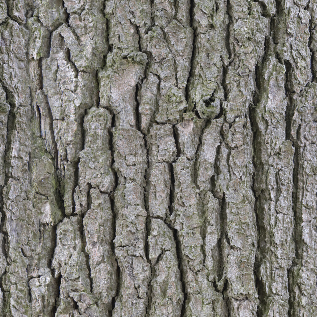 Seamless bark texture with detailed wood grain