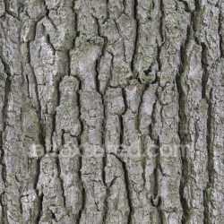 seamless Bark Wood Nature Rough Textured Organic Tree Seamless Realistic Earthy texture 8k free download PBR