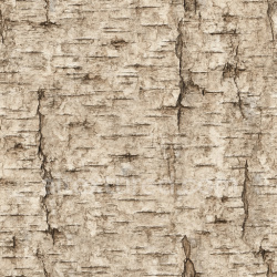 seamless Worn Birch Texture Seamless 1024X1024 texture 1024x1024 free download PBR